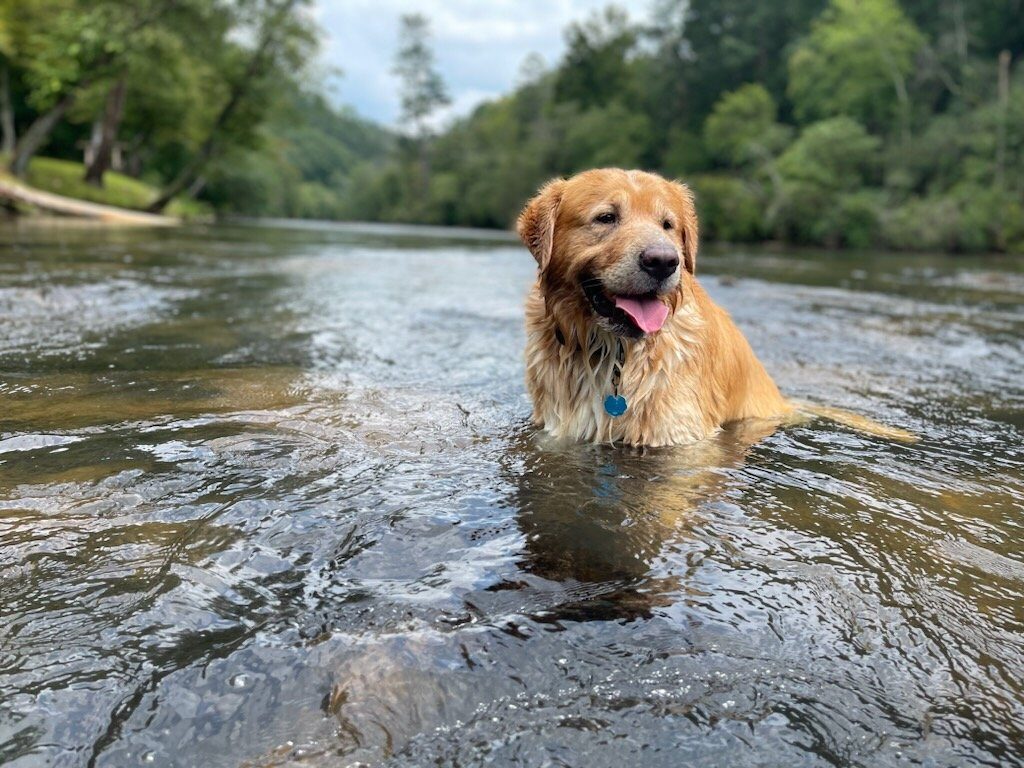 Dog enjoying the river at a pet-friendly cabin in North Georgia