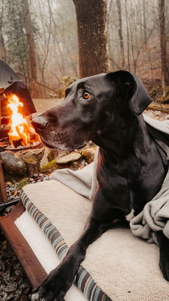 sit by the fire with your dog at a cabin in North Georgia