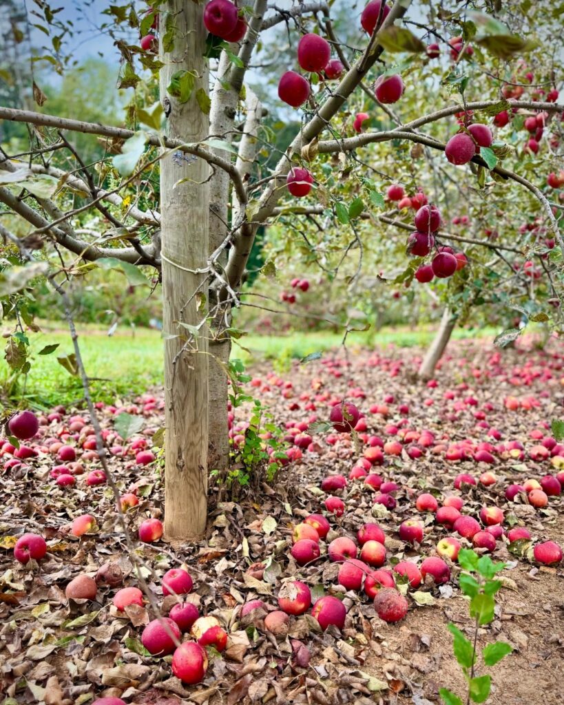Apple orchard in Ellijay Georgia during North Georgia apple season