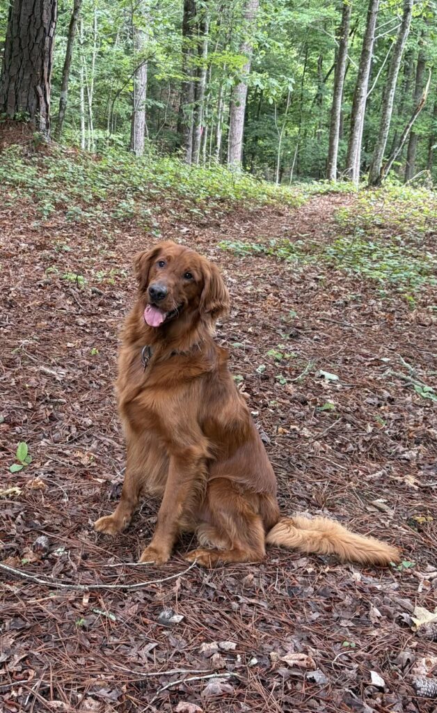 Dog-friendly fall vacation in the North Georgia mountains
