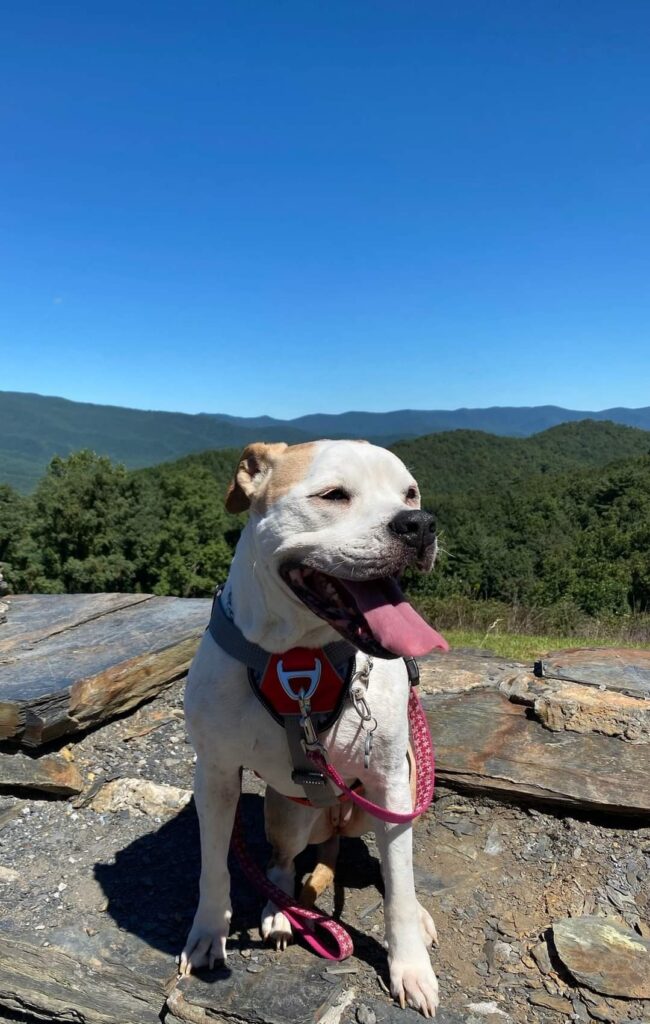 Fall hiking with your dog in North Georgia